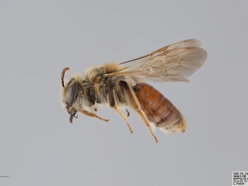 [Andrena erythrogaster female thumbnail]